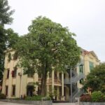 Cây hoa Sữa (Hướng tới kỷ niệm 55 năm thành lập Trường, 40 năm ngày nhà giáo Việt Nam 20/11)