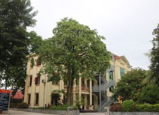 Cây hoa Sữa (Hướng tới kỷ niệm 55 năm thành lập Trường, 40 năm ngày nhà giáo Việt Nam 20/11)