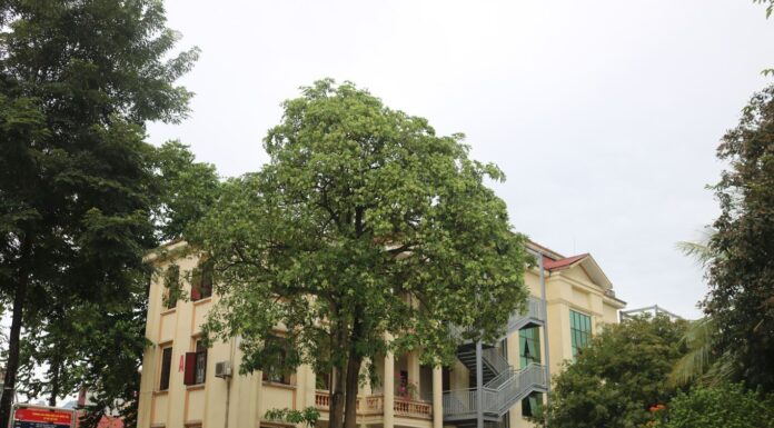Phòng Tổ chức Hành chính